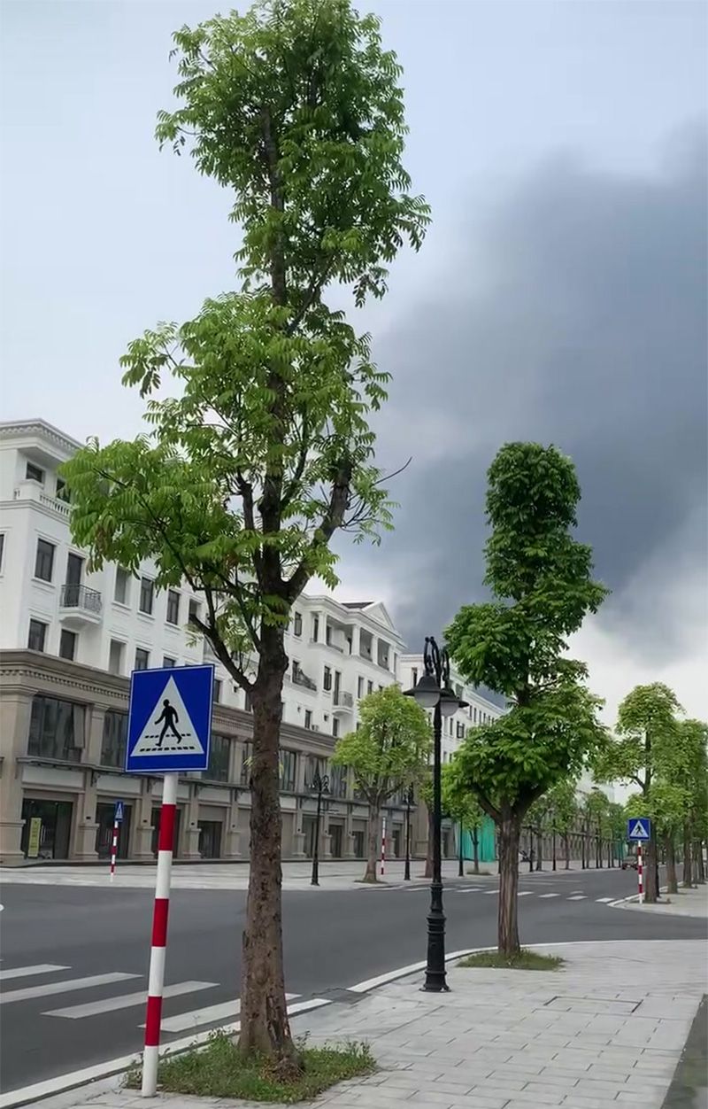 Thi công xây dựng biệt thự Hải Âu 11