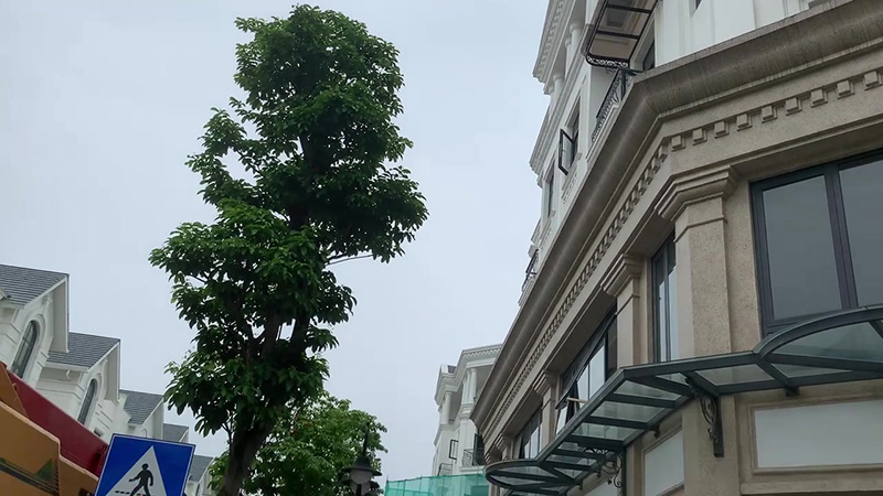 Thi công xây dựng biệt thự San Hô 03-16